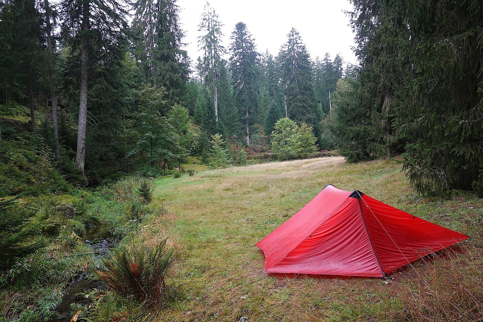 Small red tunnel tent pitched in a grassy forest clearing