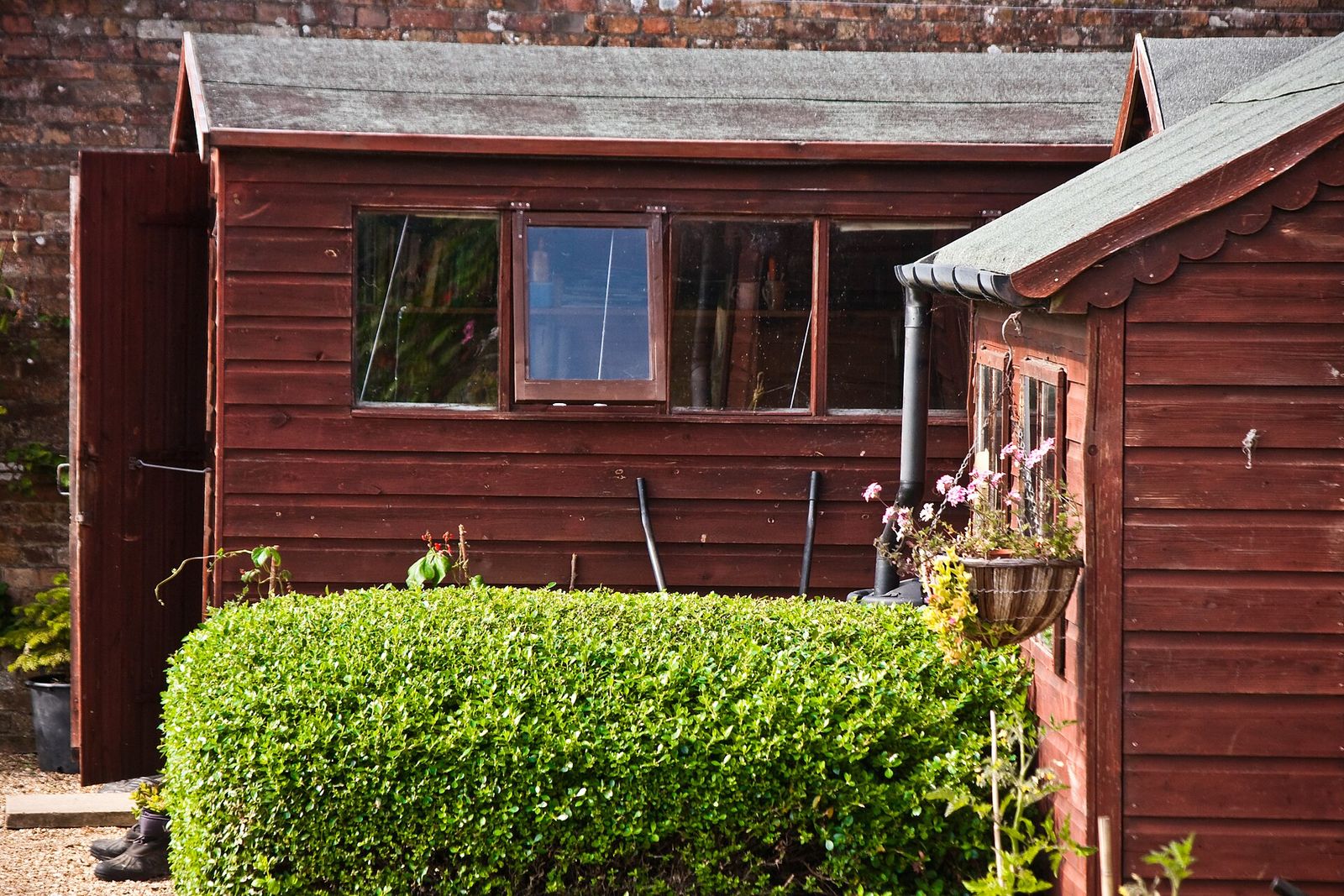 Two red-brown timber garden sheds with felt roofs behind a clipped hedge