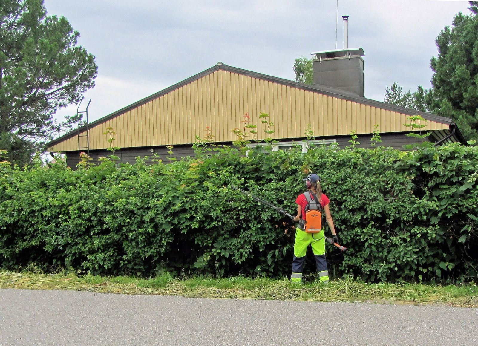 A gardener wearing ear defenders trims a tall hedge with a pole hedge trimmer