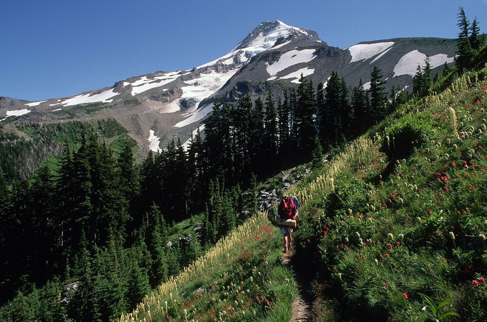 A backpacker with a red pack on a wildflower-lined trail below the snowy slopes of Mount Hood