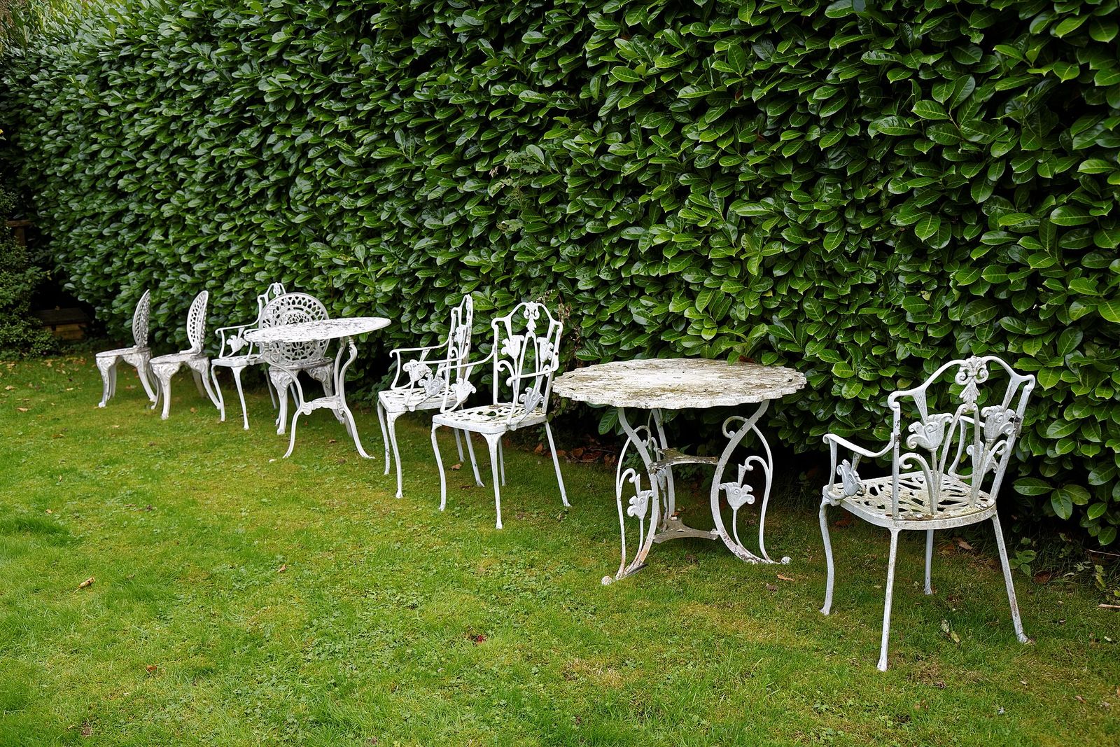 White ornate metal garden chairs and tables on a lawn in front of a tall laurel hedge