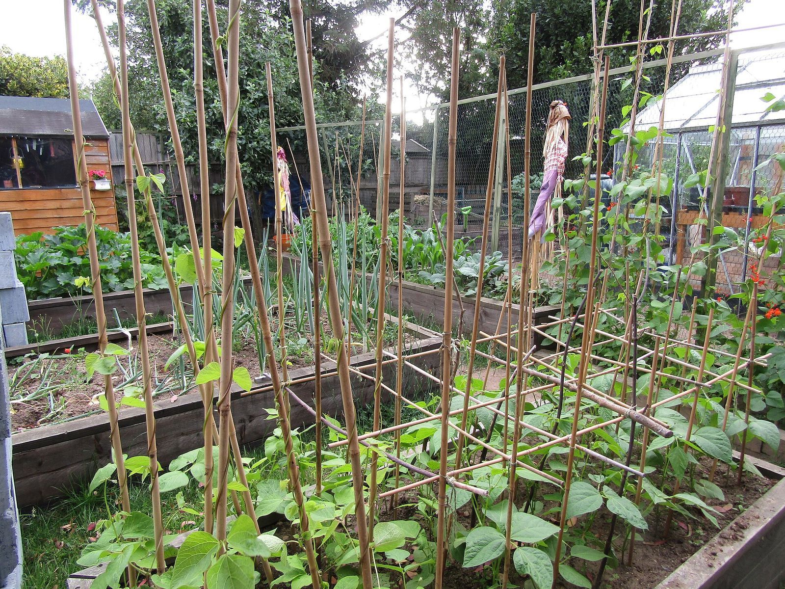 Wooden raised vegetable beds with climbing beans on bamboo canes