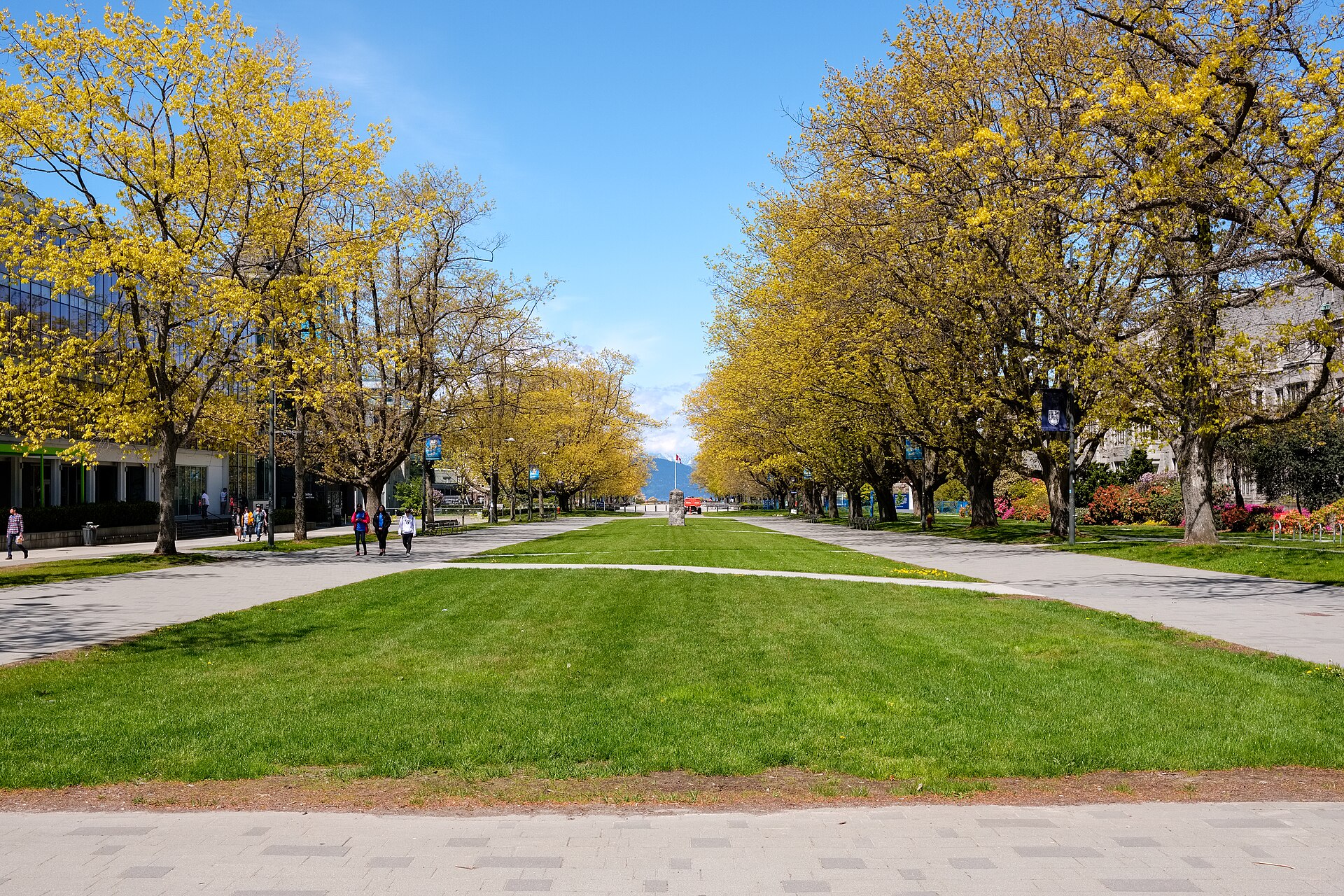 Main Mall, the tree-lined central walkway of the University of British Columbia campus